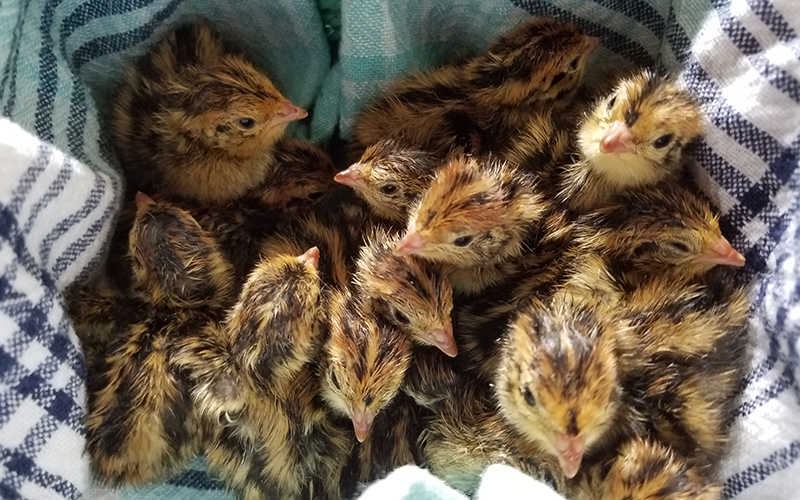 How to Raise Quails Meat quail And Laying quail