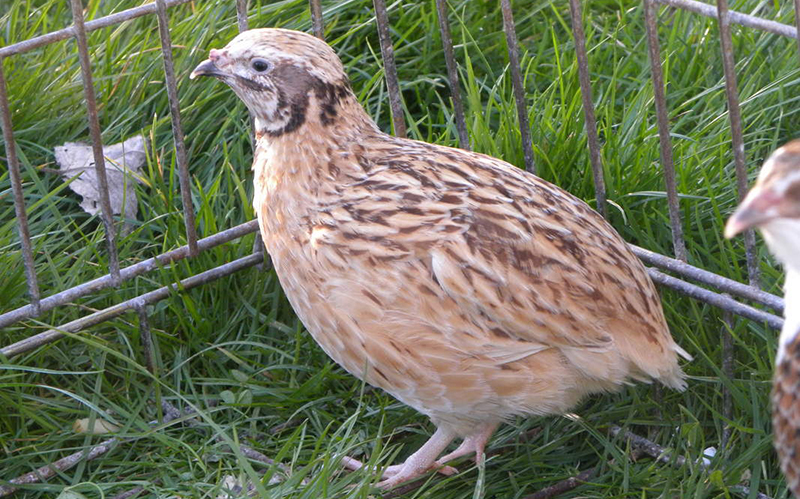 How to Raise Quails | Meat quail And Laying quail