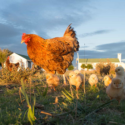 Raising chickens
