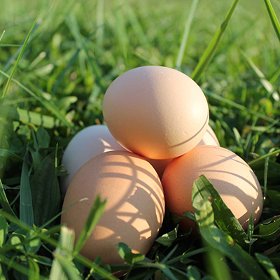 Breeding laying hens