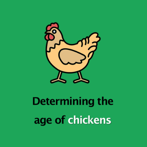 Determine the age of chickens